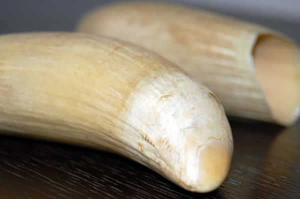 Dents de cachalot